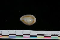 藏品(金環寶螺)的圖片